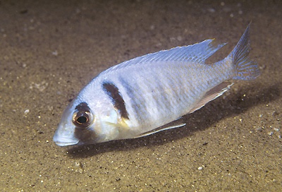 Placidochromis electra 'Londo Bay'